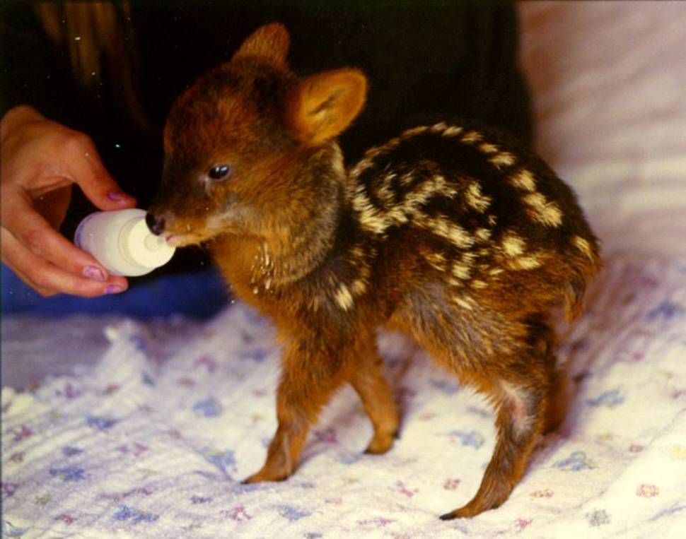 Best time for Pudu Deer in Chile