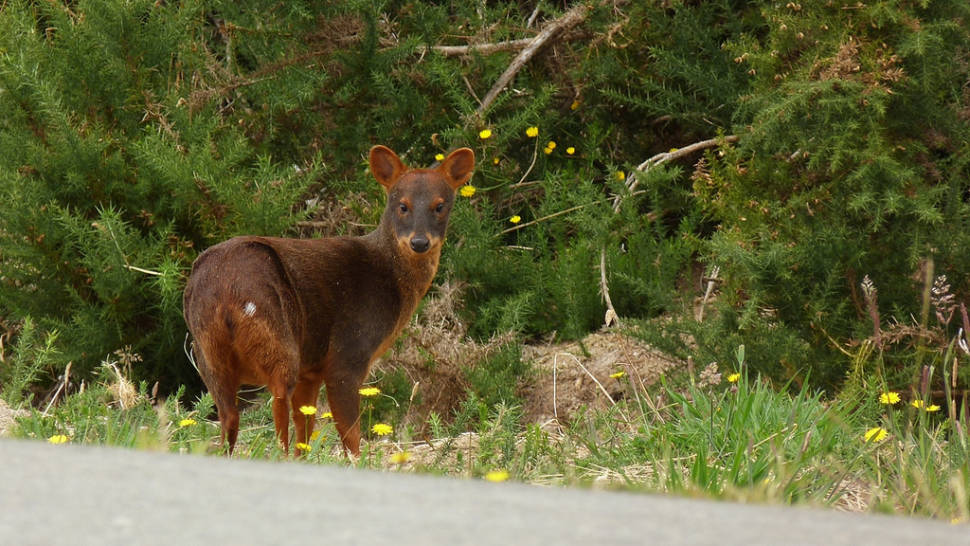 Pudu Deer in Chile - Best Season