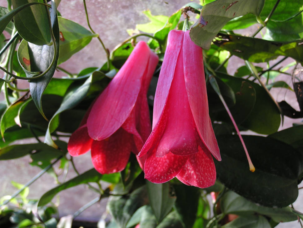 The Chilean Bellflower in Chile - Best Time