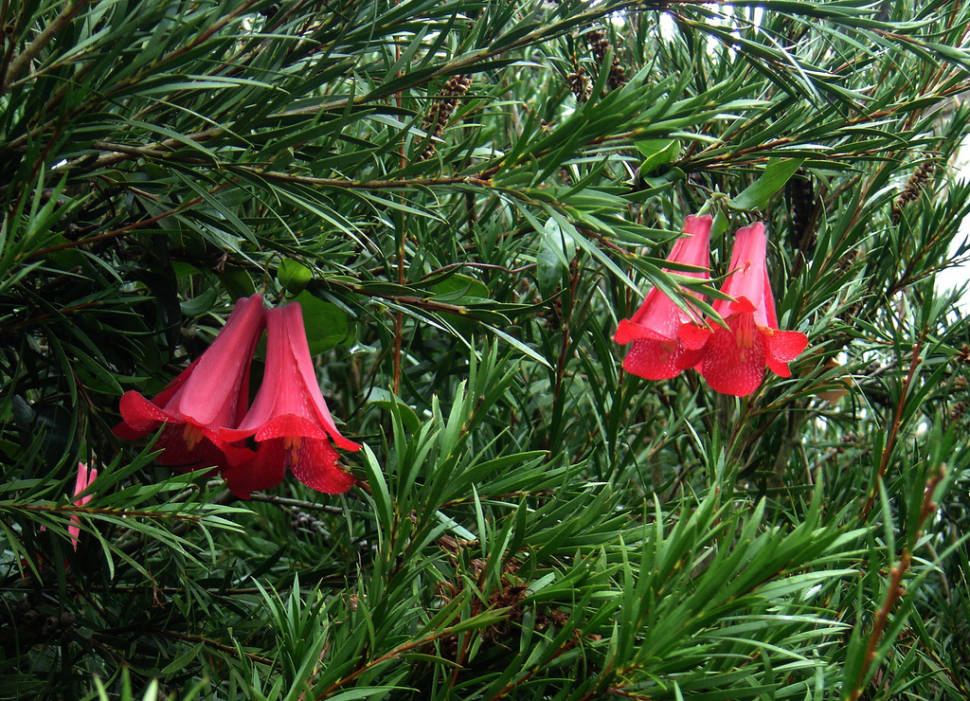 The Chilean Bellflower in Chile - Best Season