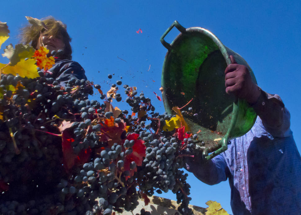 Best time for Vendimias in Chile