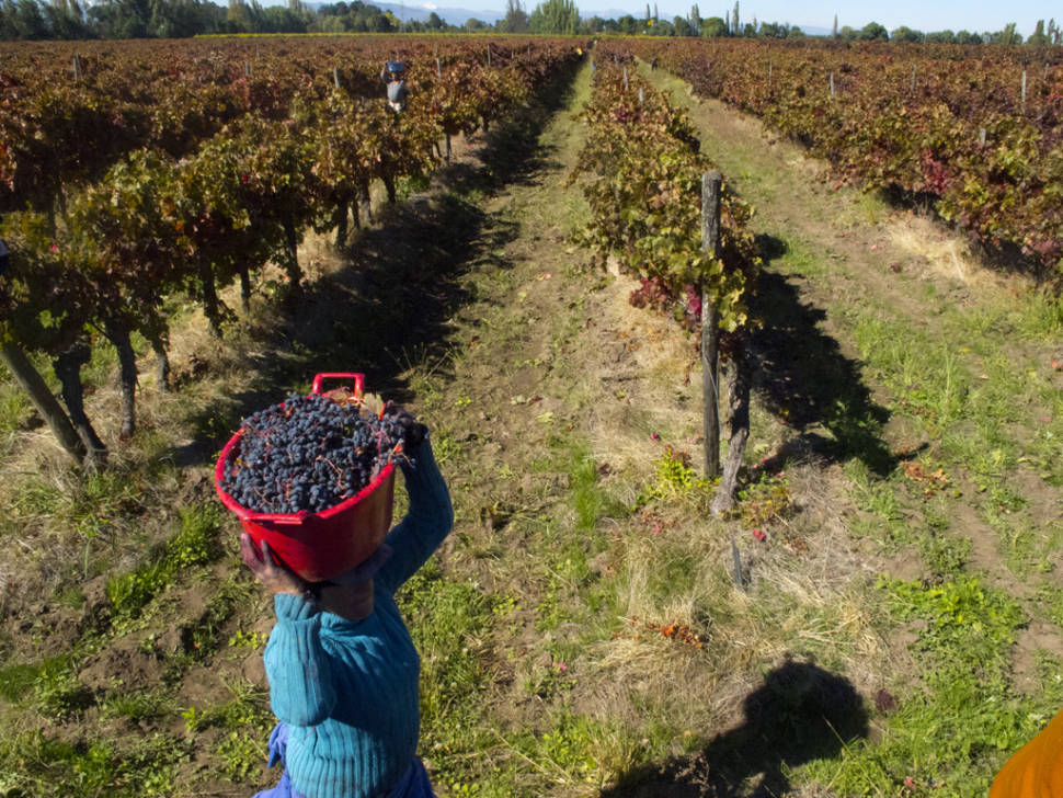 Vendimias in Chile - Best Season