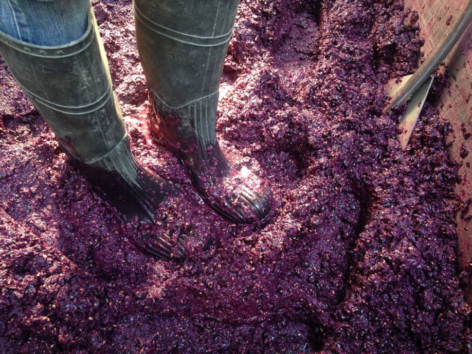 Best time to see Vendimias in Chile