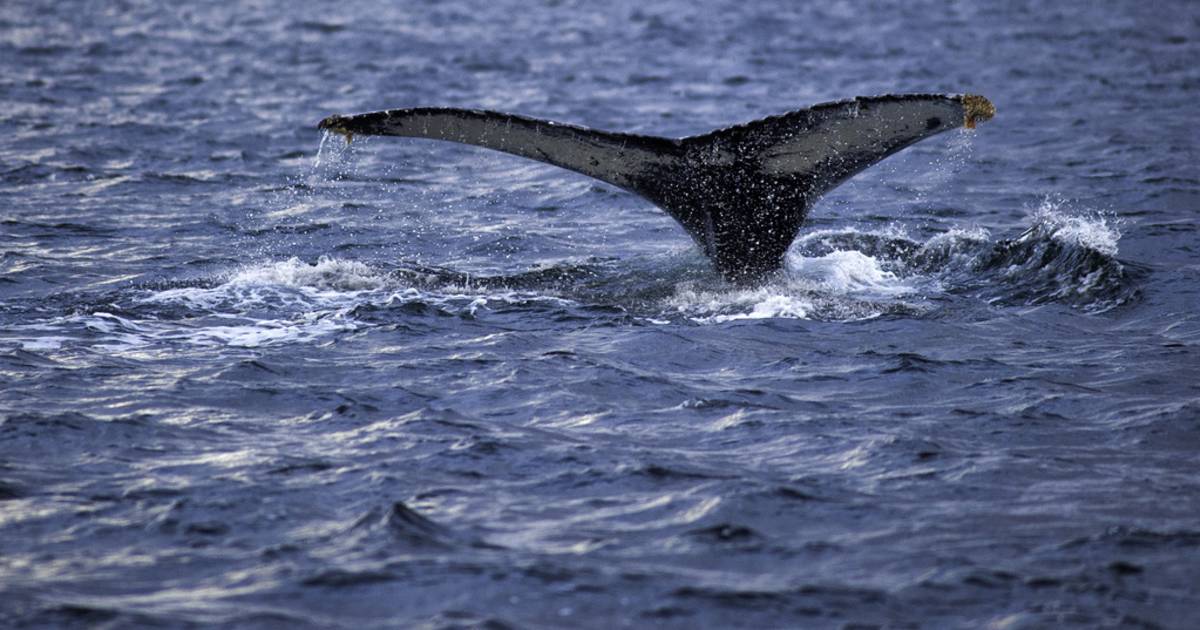 Whale Watching in Chile - Best Time