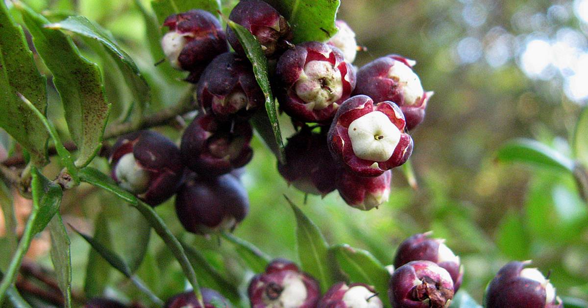 Wild Berries in Chile - Best Time