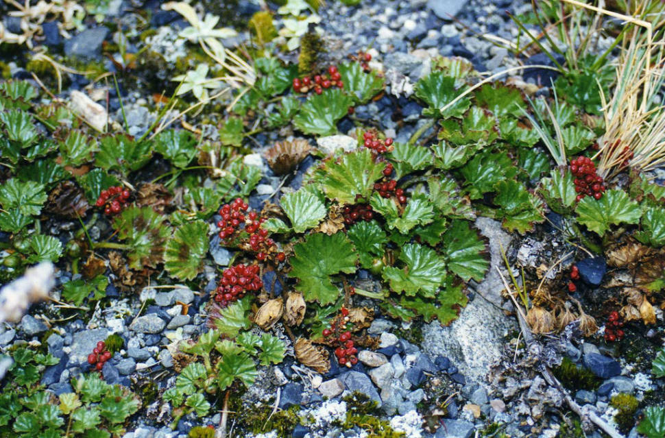 Best time for Wild Berries in Chile