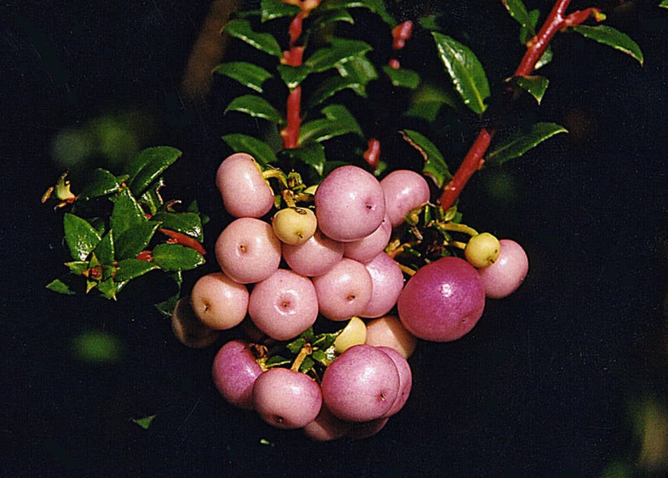 Wild Berries in Chile - Best Season