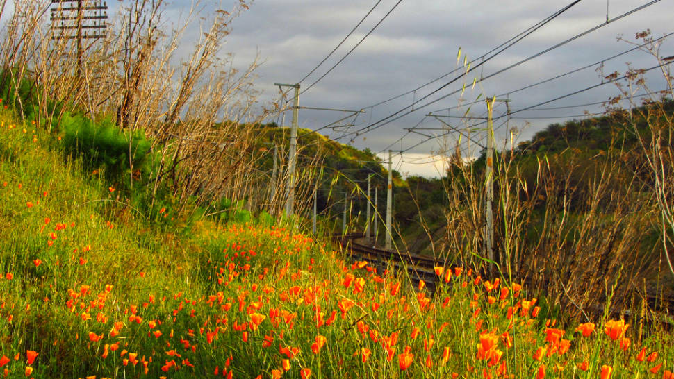 Best time for Wildflowers of Patagonia in Chile