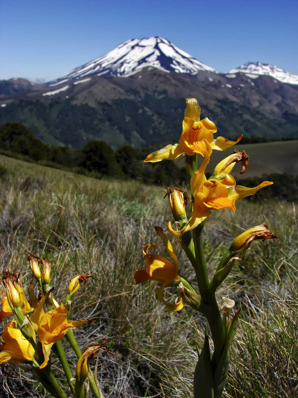 Wildflowers of Patagonia in Chile - Best Season