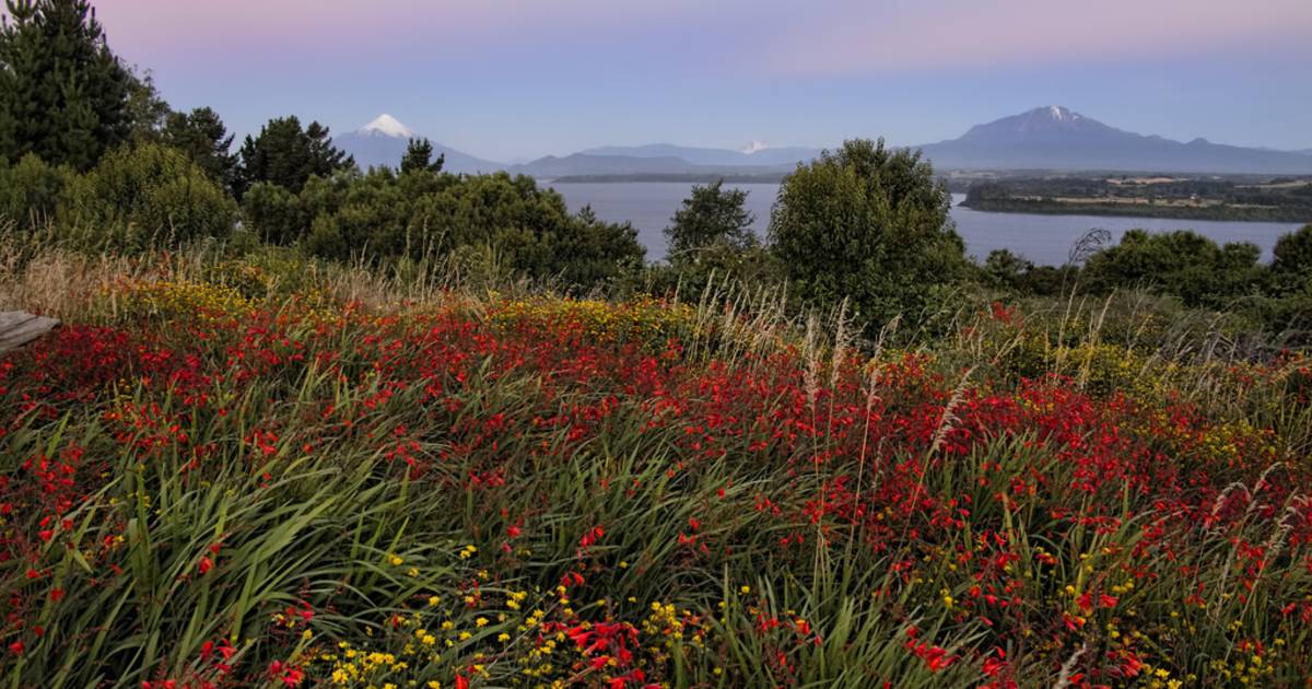 Wildflowers of Patagonia in Chile - Best Time
