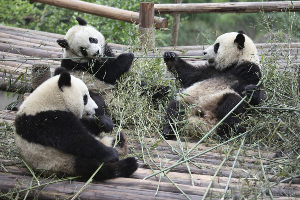 Best time to see Giant Pandas in China