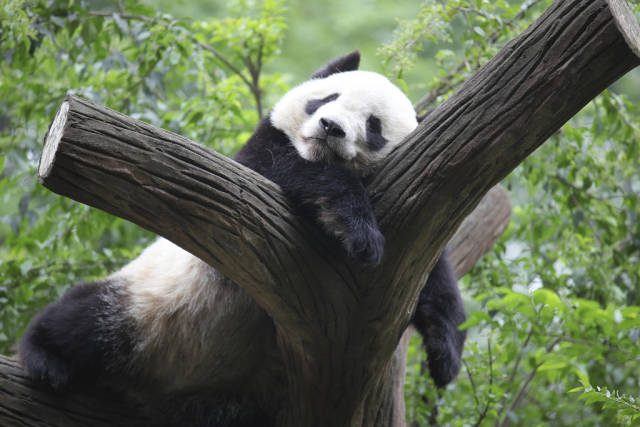 Best time for Giant Pandas