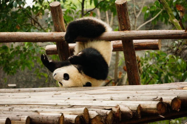 Best time for Giant Pandas in China