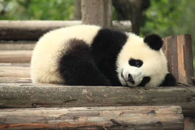 Giant Pandas in China - Best Time