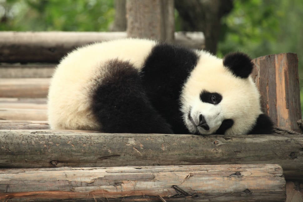 Giant Pandas in China - Best Time