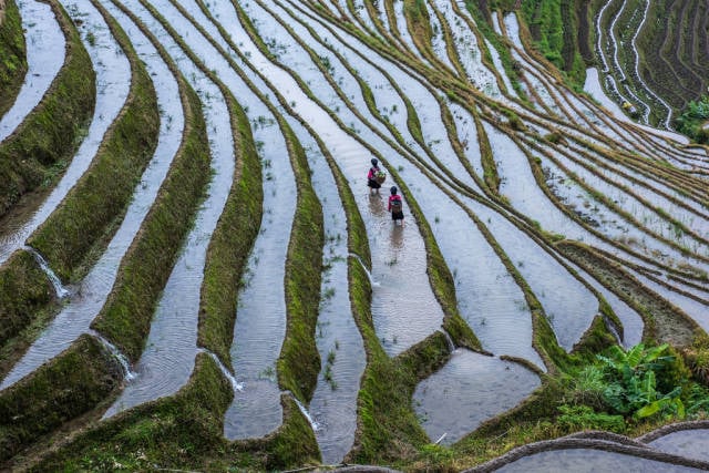 Best time for Longsheng (Longji) Rice Terraces in China