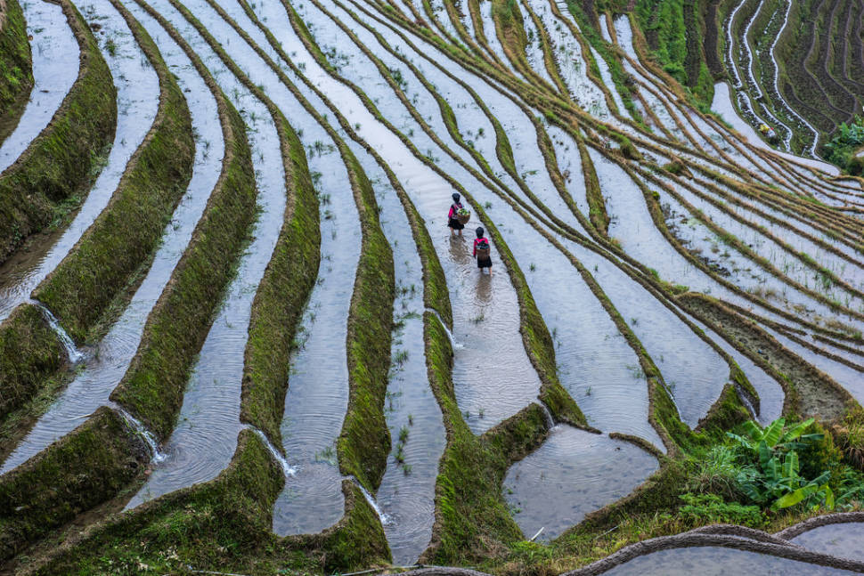 Best time for Longsheng (Longji) Rice Terraces in China