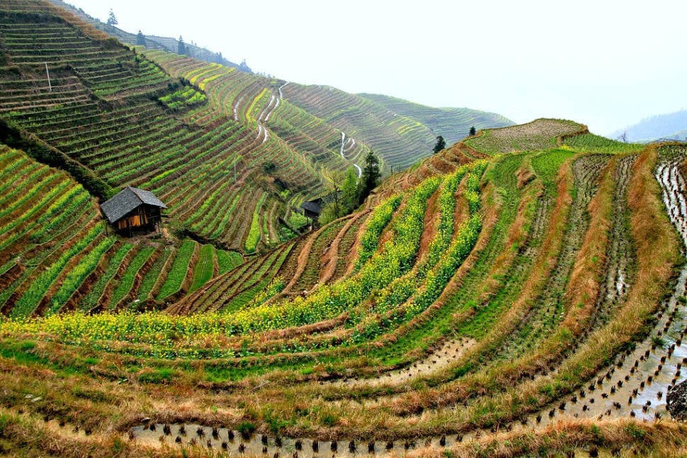 Best time to see Longsheng (Longji) Rice Terraces in China