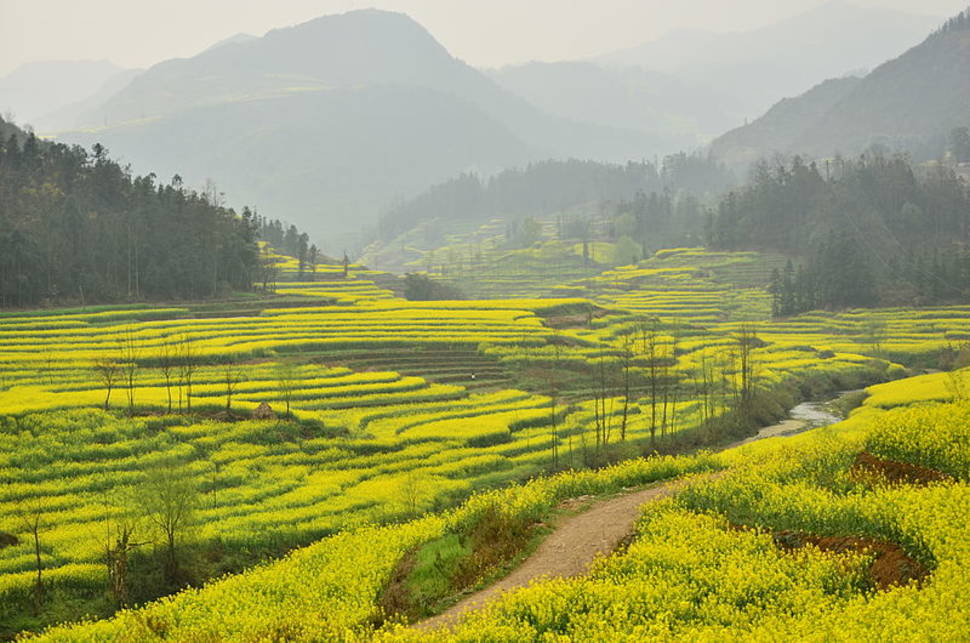 Canola Fields in Luoping in China - Best Season