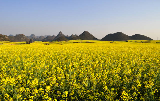 Canola Fields in Luoping in China - Best Time