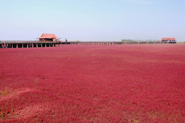 Panjin Red Beach in China - Best Season