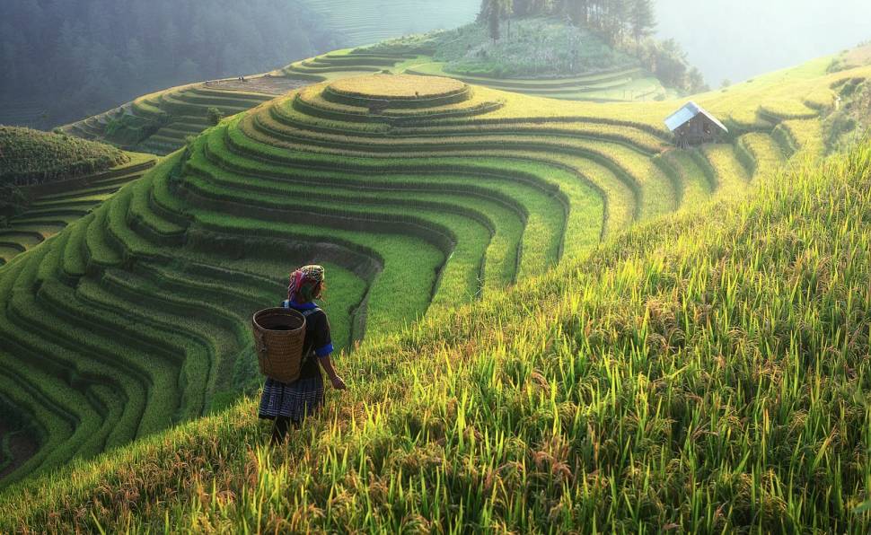 Rice Harvest in China - Best Time