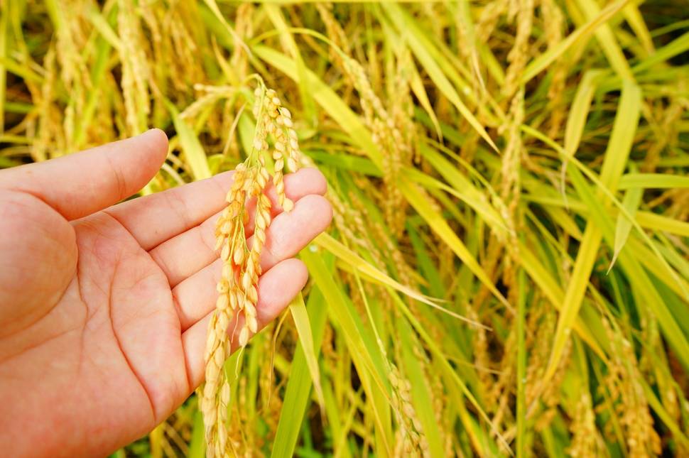 Rice Harvest in China - Best Season
