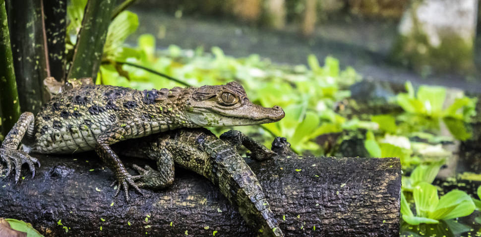 Caiman Watching in Colombia - Best Season