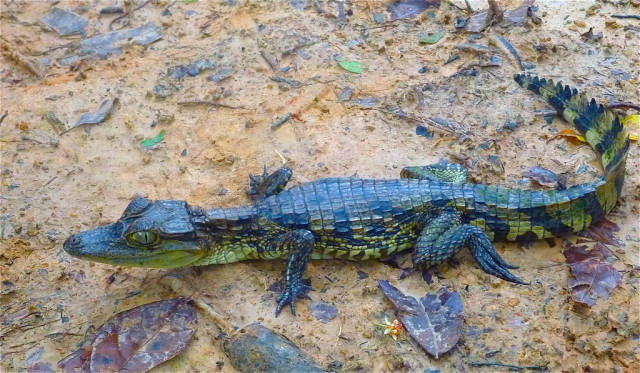 Baby caiman in the Colombian Amazon