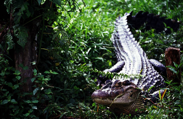 Caiman Watching in Colombia - Best Time