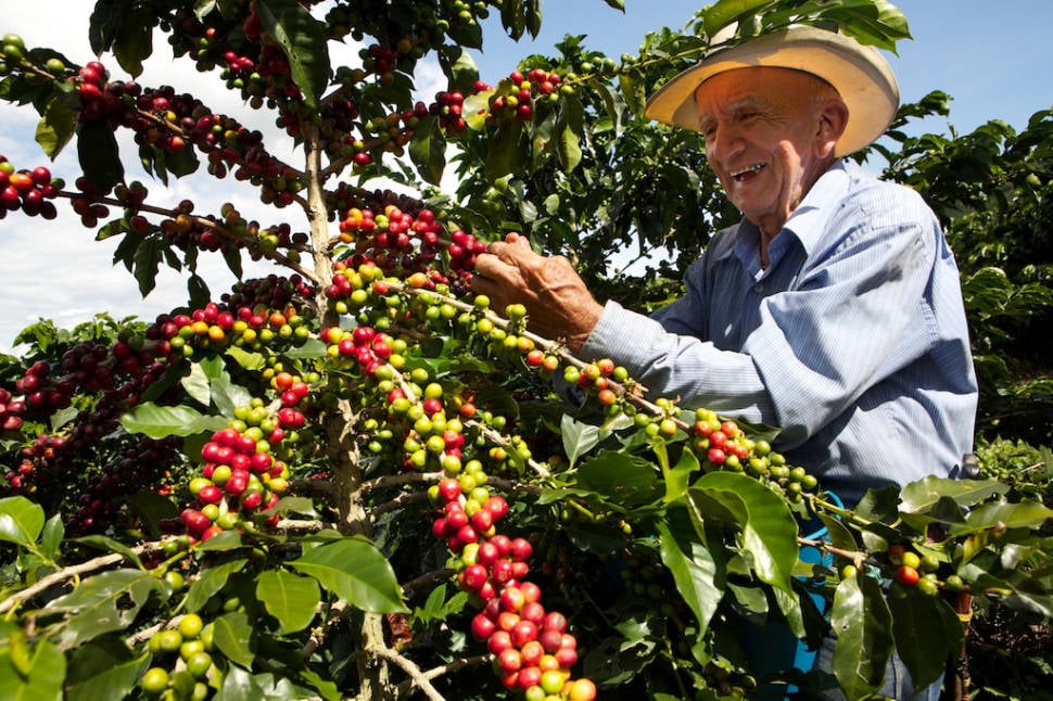 Best time for Coffee Harvest in Colombia