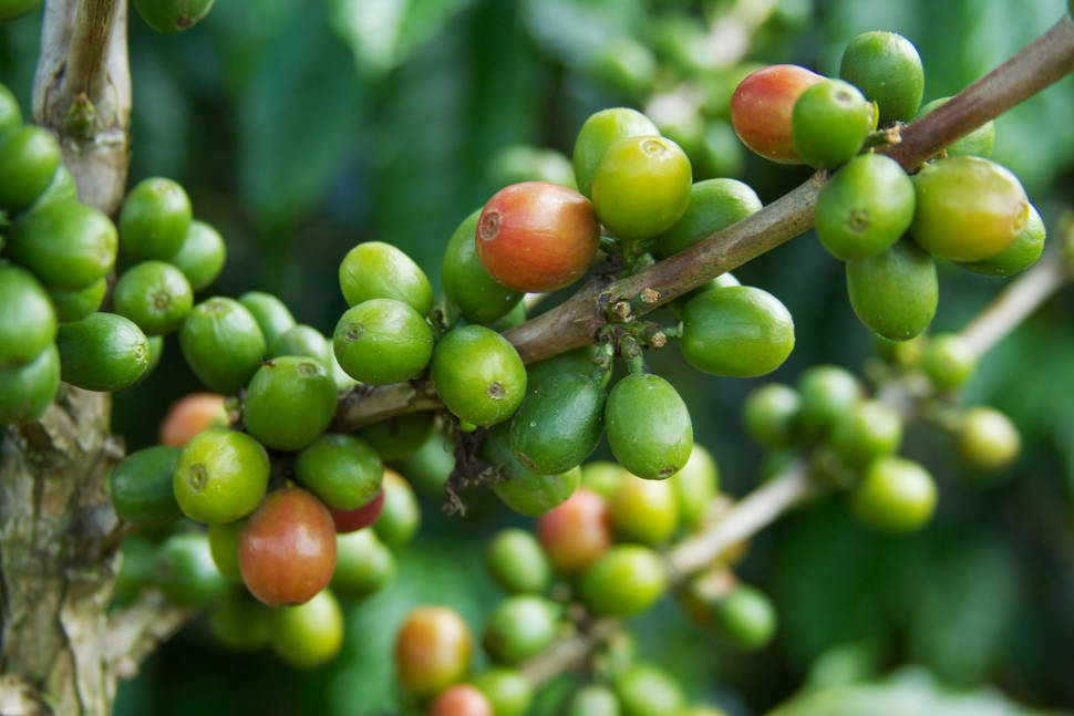 Coffee Harvest in Colombia - Best Season