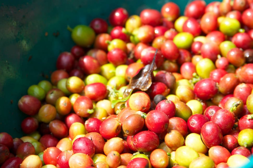 Coffee Harvest in Colombia - Best Time