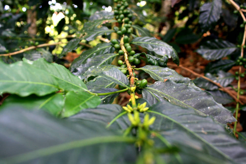 Best time to see Coffee Harvest in Colombia