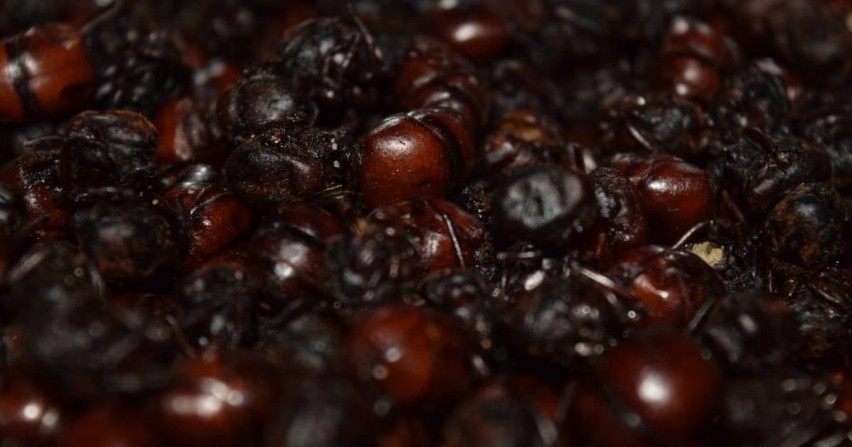 Fat-Butted Ants or Hormigas Culonas in Colombia - Best Time