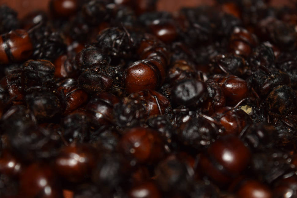 Fat-Butted Ants or Hormigas Culonas in Colombia - Best Time