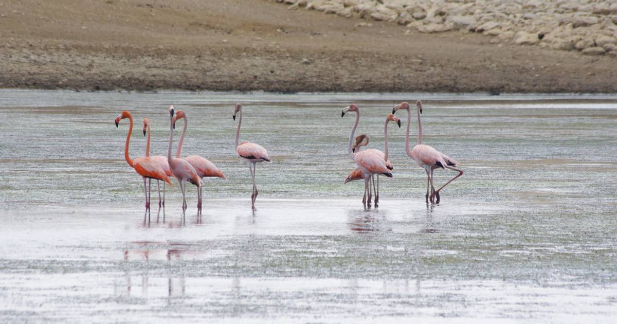 Flamingo Watching in Colombia - Best Time