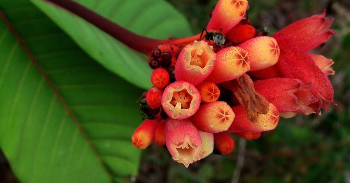Fruiting and Flowering in the Amazon Rainforest in Colombia - Best Time