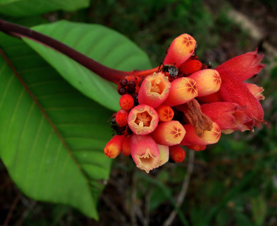 Fruiting and Flowering in the Amazon Rainforest in Colombia - Best Time
