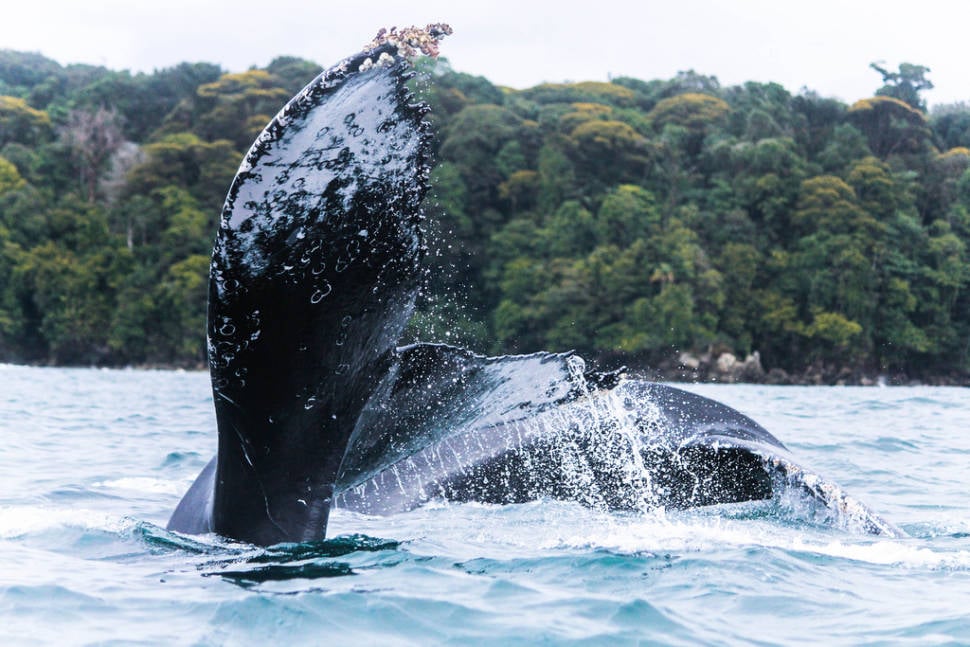 Humpback Whales in Colombia - Best Season