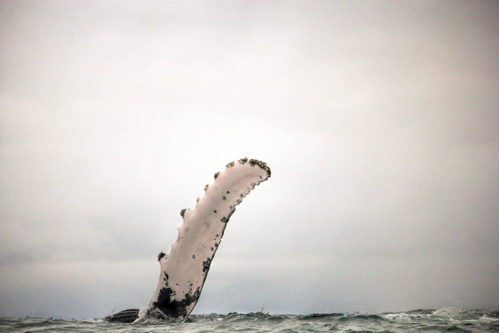 Best time for Humpback Whales in Colombia