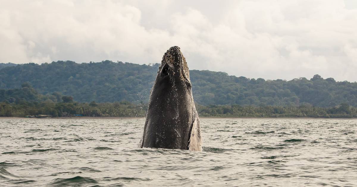 Humpback Whales in Colombia - Best Time