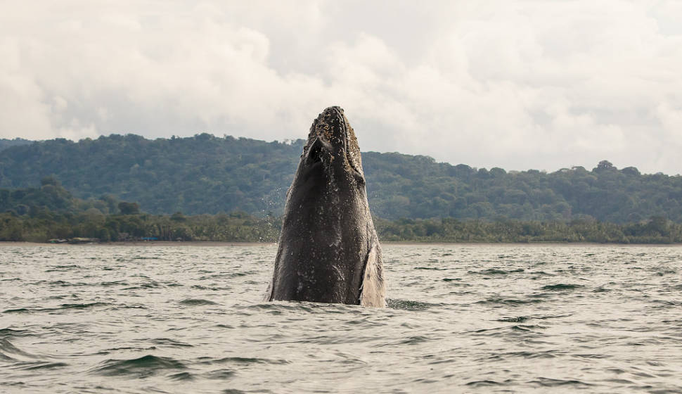 Humpback Whales in Colombia - Best Time