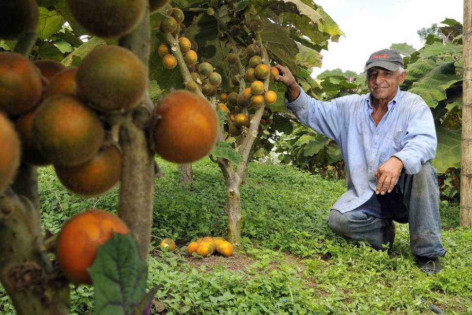 A lulo farmer with his crop of fruit growing in Darién, Colombia