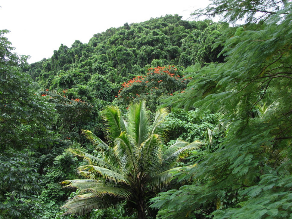 Forested slopes of Rarotonga