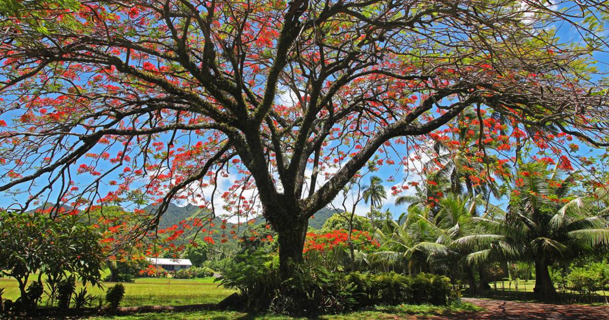 Flamboyant or Flame Tree in Rarotonga & Cook Islands - Best Time