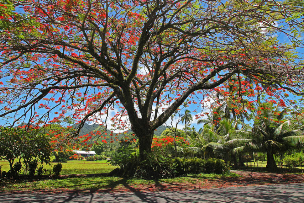 Flamboyant or Flame Tree in Rarotonga & Cook Islands - Best Time