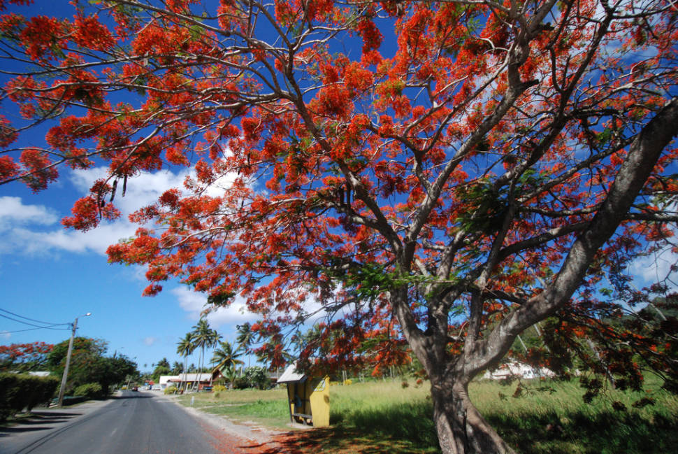 Wonderful tree in Rarotonga