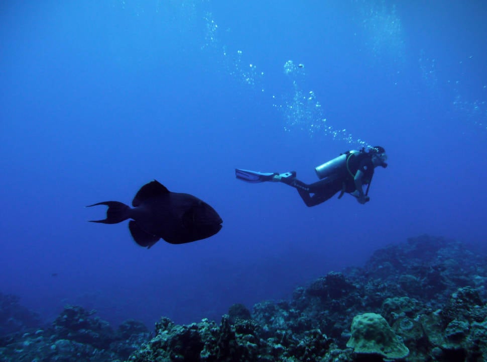 Triggerfish off the Rarotonga island