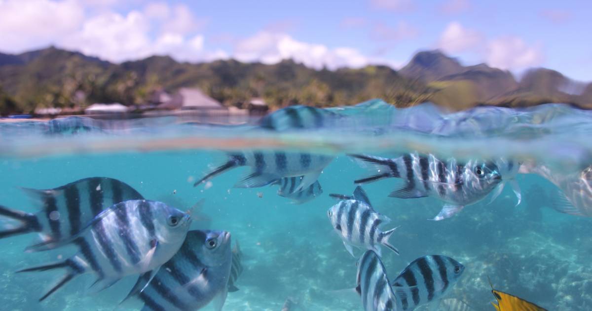 Snorkelling and Diving in Rarotonga & Cook Islands - Best Time